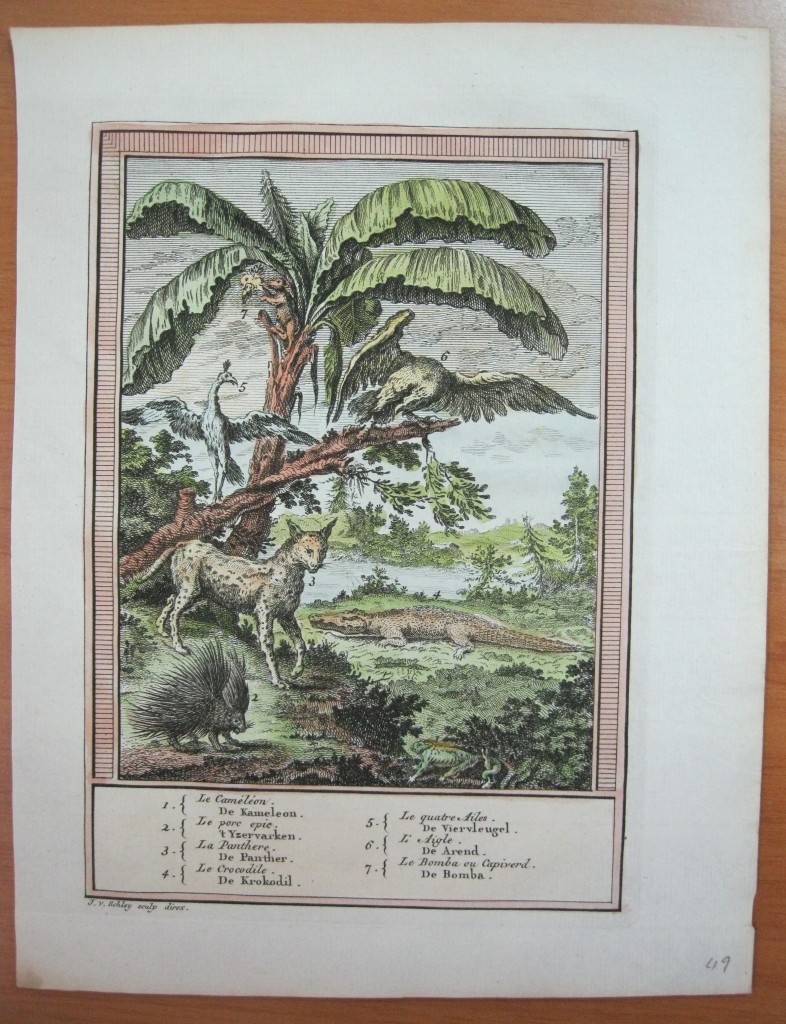Animales del sur de América, 1757. Prevost/Schley